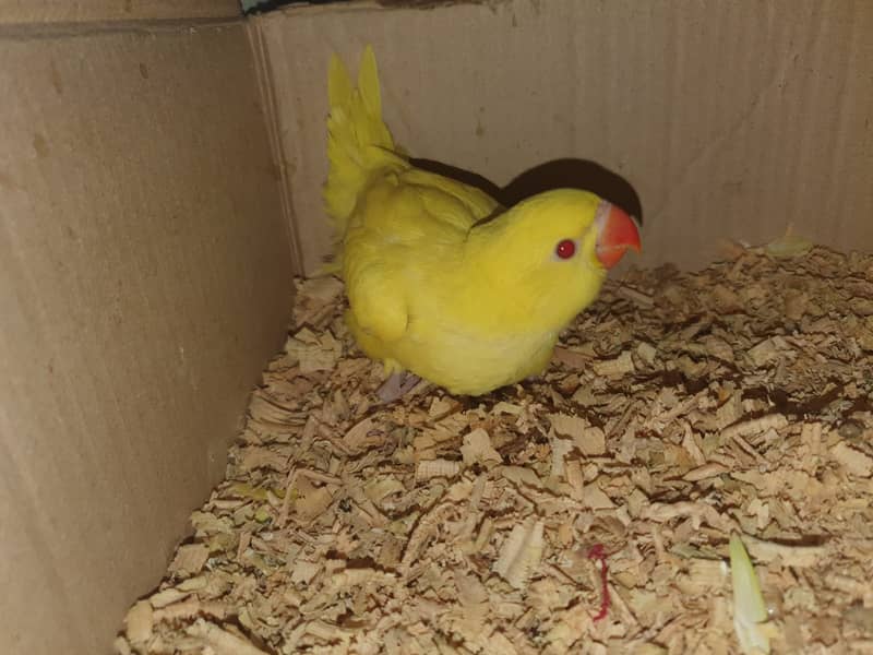 Yellow ringneck Parrot & white ringneck Parrot 2