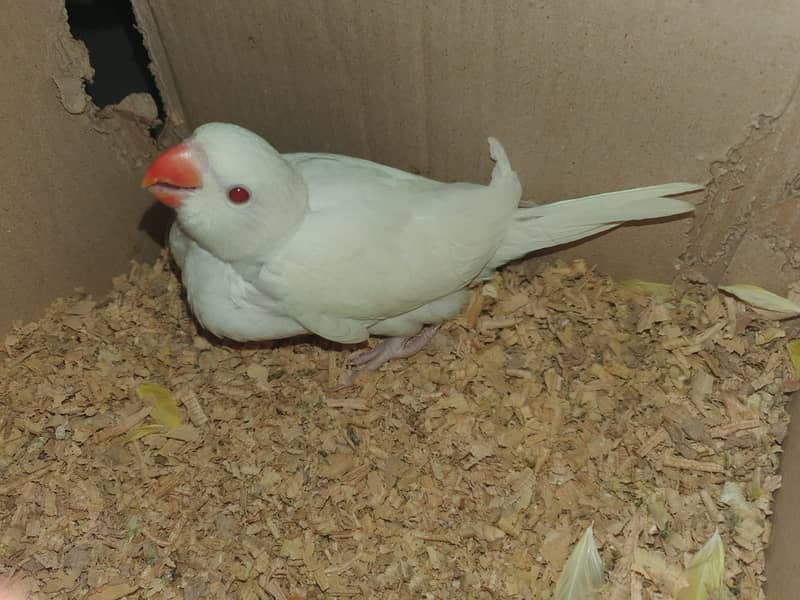 Yellow ringneck Parrot & white ringneck Parrot 6