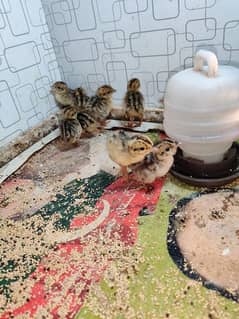 Teetar Chicks | Kohati chicks Available