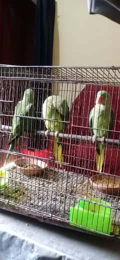 Raw parrot chicks pair /Home breed and full healthy 03025590735