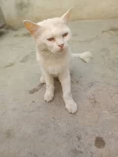 Persian/Russian Long Size Cat