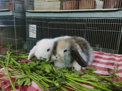 lop Rabbit baby pair so cute and friendly