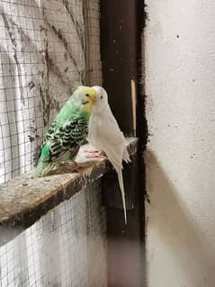 Australian parrots for sale