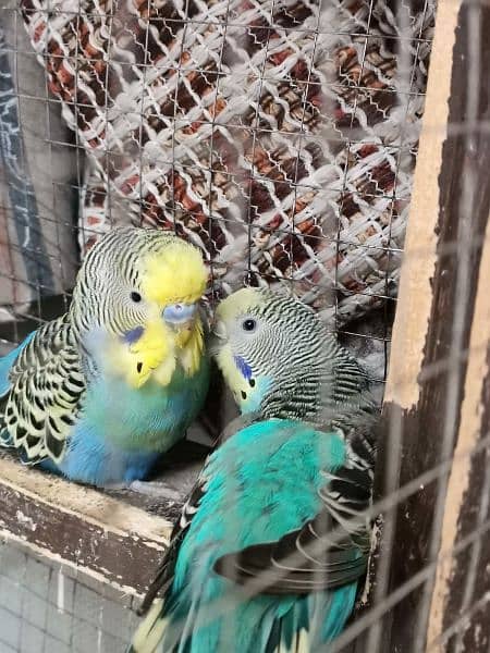 Australian parrots for sale 3
