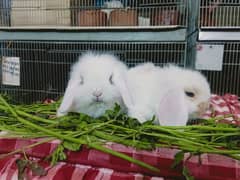 Loin lop Rabbit baby pair so beautiful healthy active cute