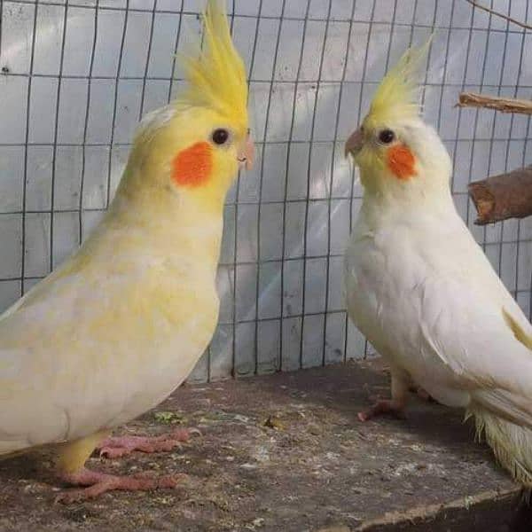 cictail pair for sale 0