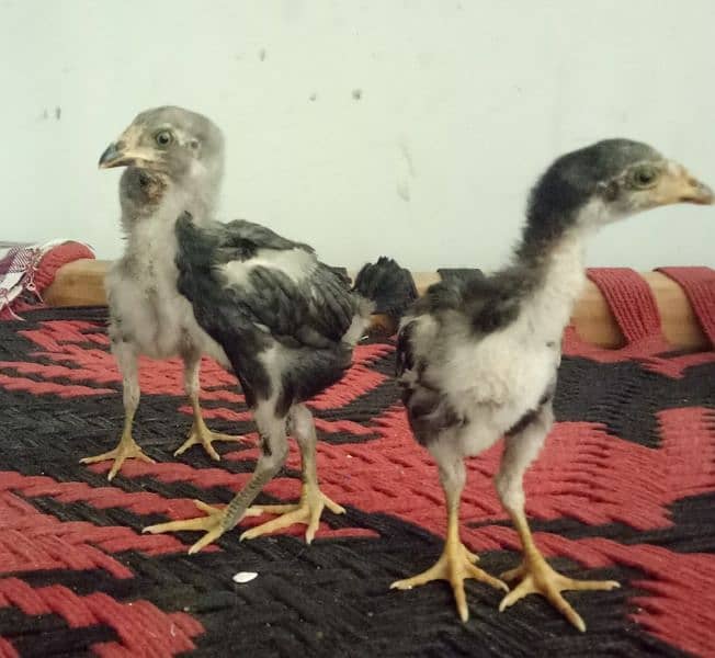 Thai Burmi pakoy Chicks Available for Sale 2