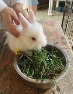 English angora baby rabbits 0