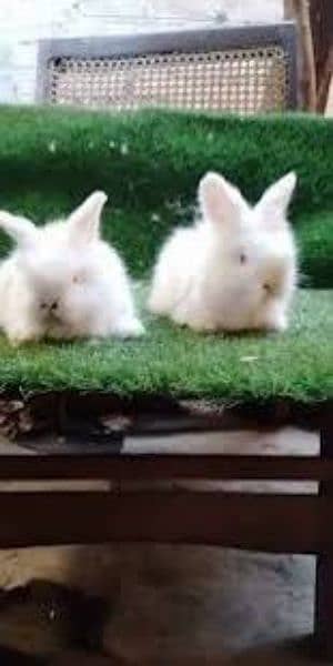English angora baby rabbits 3