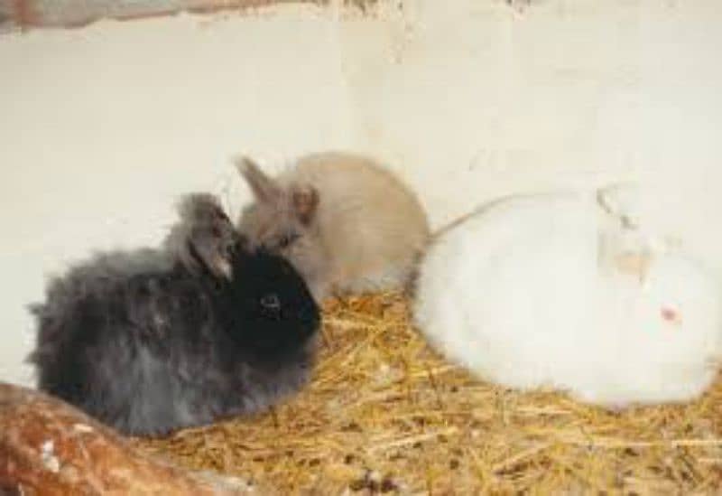 English angora baby rabbits 4
