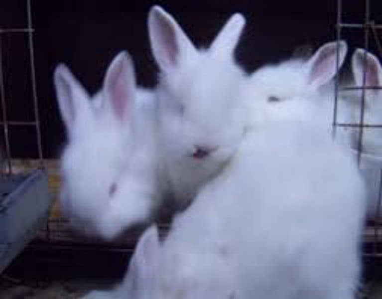 English angora baby rabbits 5