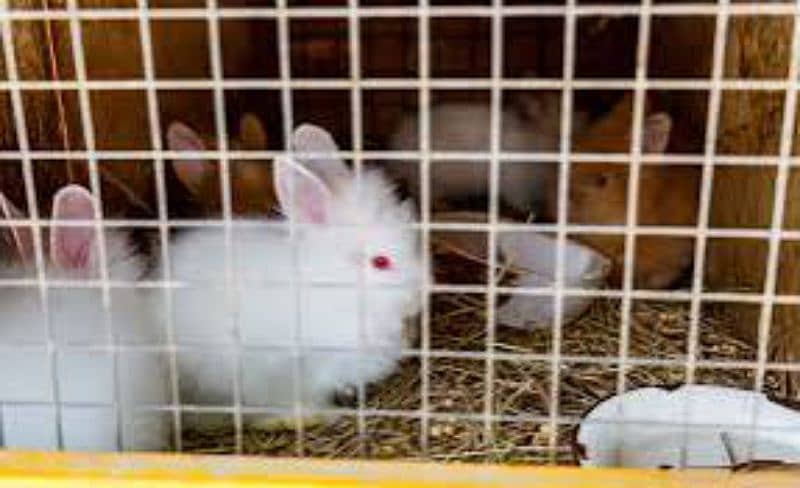 English angora baby rabbits 6