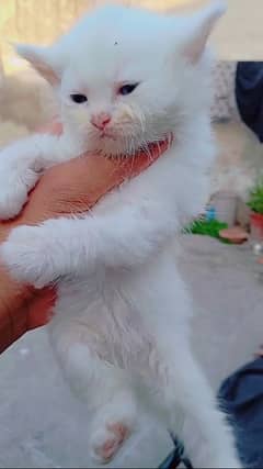persian kittens available for sale