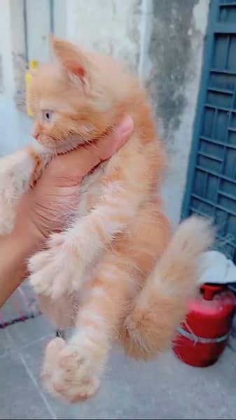 persian kittens available for sale 1