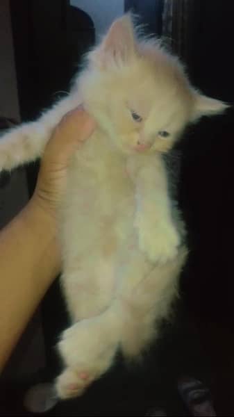 persian kittens available for sale 2