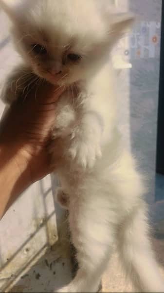 persian kittens available for sale 3