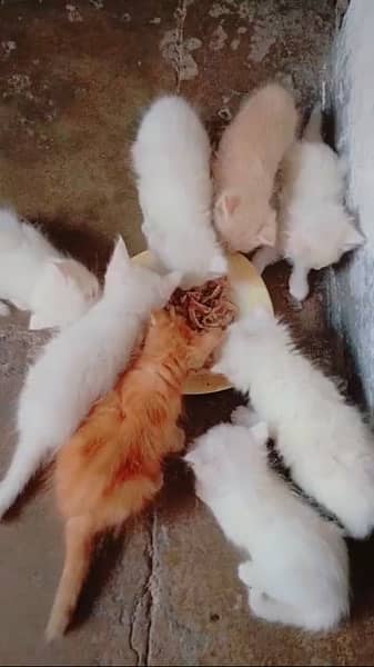 persian kittens available for sale 5