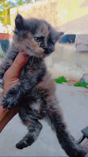persian kittens available for sale 7