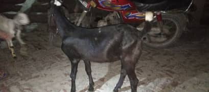male goat up for sale