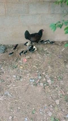 Aseel murgi for sale with chick for sale