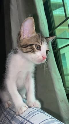 cute kittens needs a family.