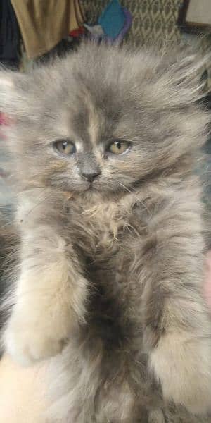 picky Punch face gray and fown clr kittens female 2 months 10