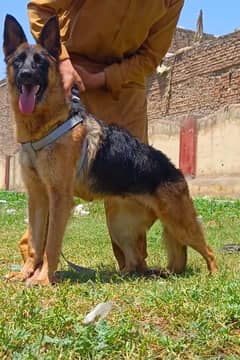 German Shepherd | Long Coat puppy | non pedigree Dog For Sale | GSD
