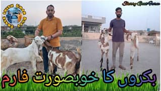 Qurbani goats dondy