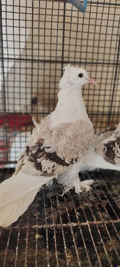 fancy pigeon Silver frill chicks pair 0