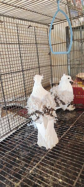 fancy pigeon Silver frill chicks pair 1