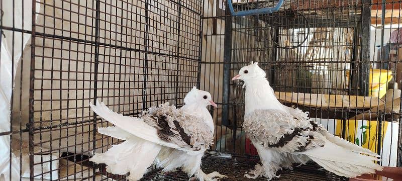 fancy pigeon Silver frill chicks pair 2