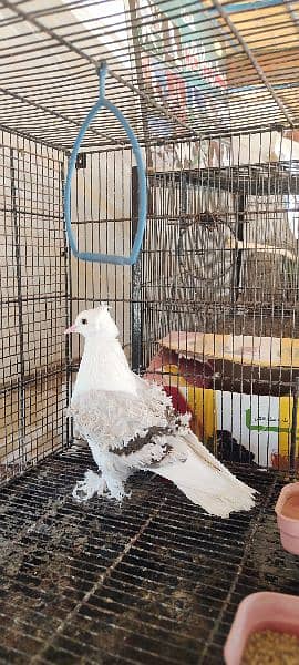 fancy pigeon Silver frill chicks pair 3