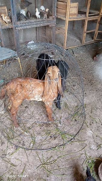 Betal Male and female baby goat for sale 2