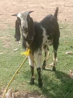 Goats for sale / bakra / goats 03020765205 0