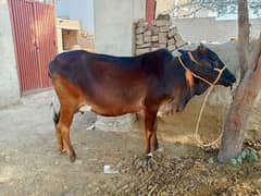 Cow for sale 0
