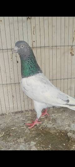 pigeon for sale patthe 0