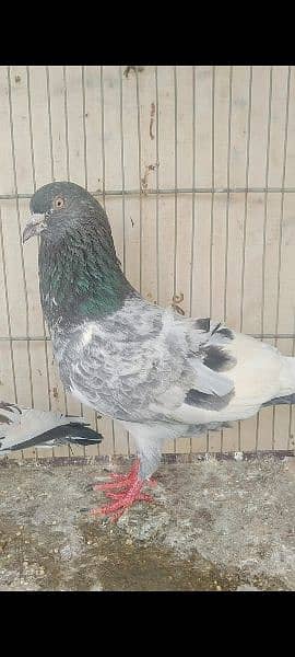 pigeon for sale patthe 1