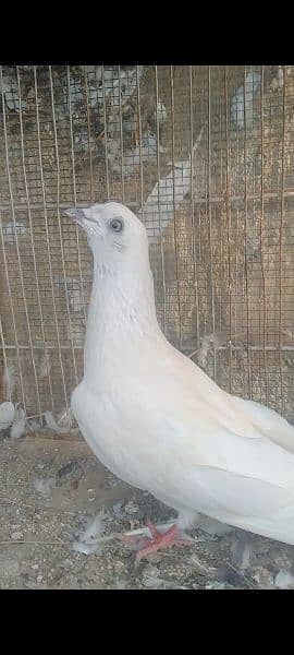 pigeon for sale patthe 2