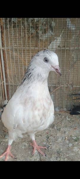 pigeon for sale patthe 3