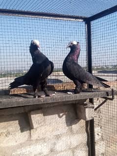 Black mukhi and sherazi pair for sale
