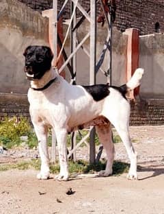 alabai security dog 12 month female for sale 0
