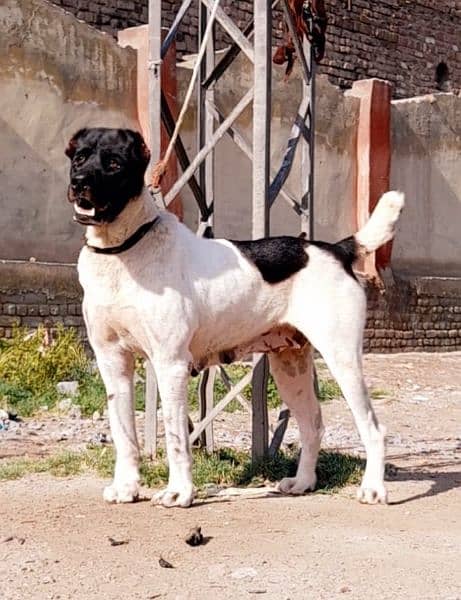 alabai security dog 12 month female for sale 1