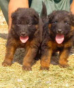German Shepherd Dog | German Shepherd Long Coat Puppies 0