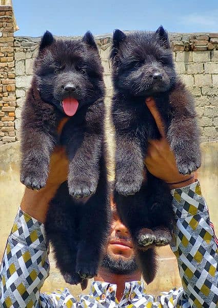 black Shepherd proper long coat pair 2 month for sale 1