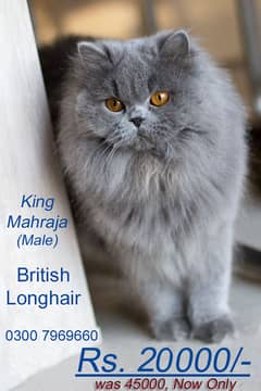 Persian Cat British Long Hair