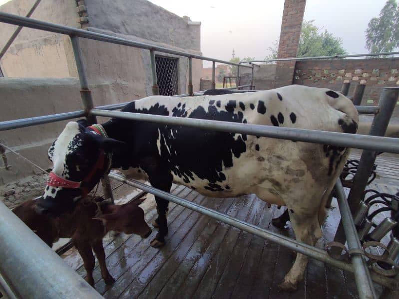 20 kg milk hazir taza sui cholistani Friesian cross with female calf 1