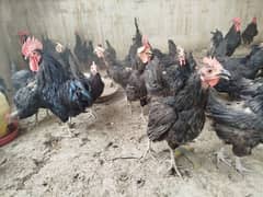 Australorp 5+1 Set 5 hens 1 breeder Eggs Laying 1 year Old 0