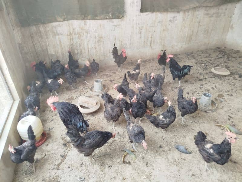 Australorp 5+1 Set 5 hens 1 breeder Eggs Laying 1 year Old 1