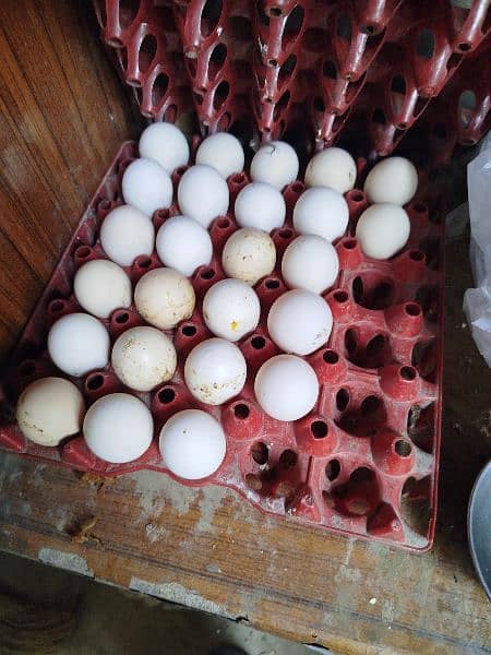 Australorp 5+1 Set 5 hens 1 breeder Eggs Laying 1 year Old 2