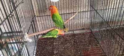 Lovebird,buggies,homoromoga parrot for sale